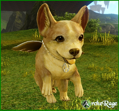 Golden Corgi_pet.png