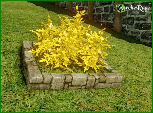 Golden Gembloom Flowerbed.jpg