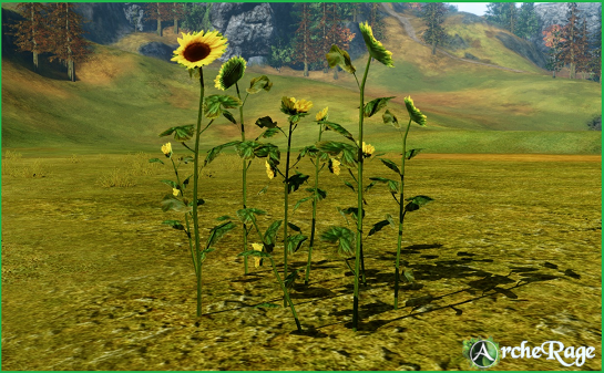Sunflowers Glade.png